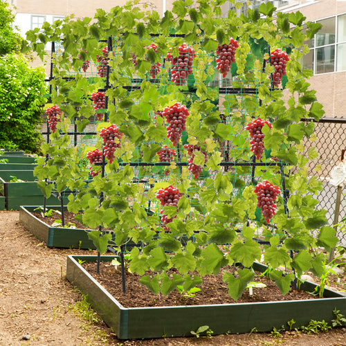 A-Frame Garden Cucumber Trellis With Netting, Black