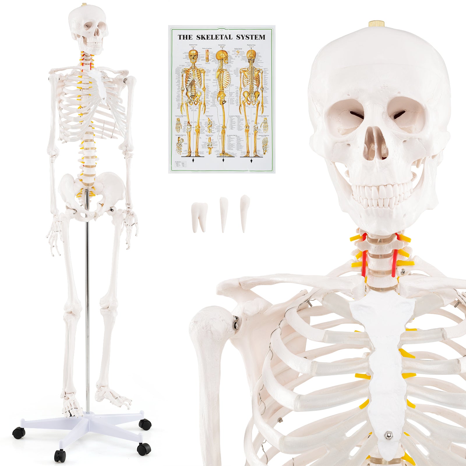 Life Size Human Skeleton Model, Anatomy Anatomical With Nerves System Halloween at Gallery Canada