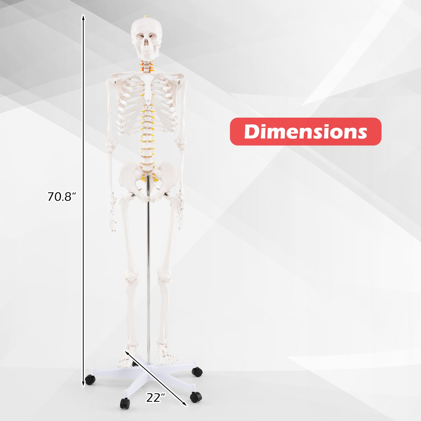 Life Size Human Skeleton Model, Anatomy Anatomical With Nerves System Halloween at Gallery Canada
