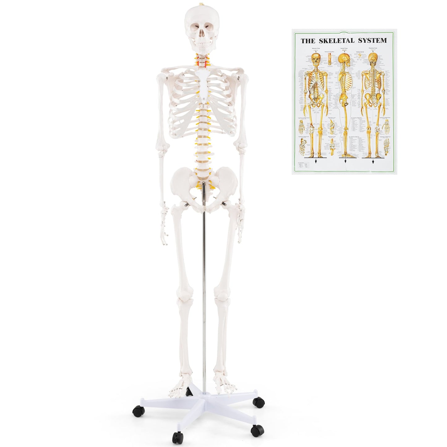 Life Size Human Skeleton Model, Anatomical With Nerves System, White Holiday Decor White at Gallery Canada