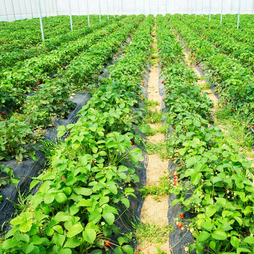 6.5 Ft Weed Barrier Landscape Fabric, 6 Ft, Black