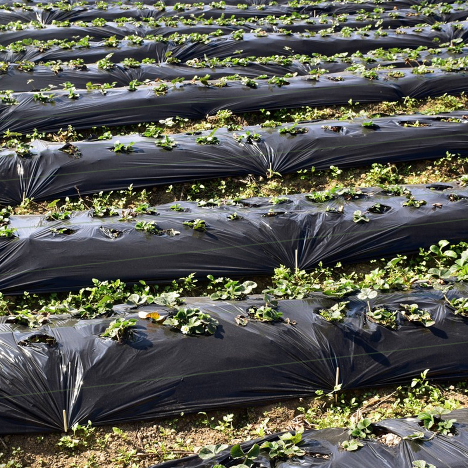 6.5 Ft Weed Barrier Landscape Fabric, 6 Ft, Black Garden Tools at Gallery Canada
