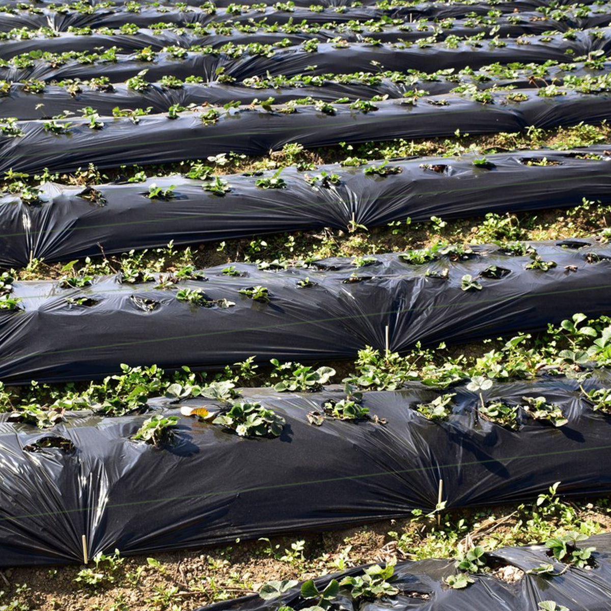 6.5 Ft Weed Barrier Landscape Fabric, 6 Ft, Black Garden Tools at Gallery Canada