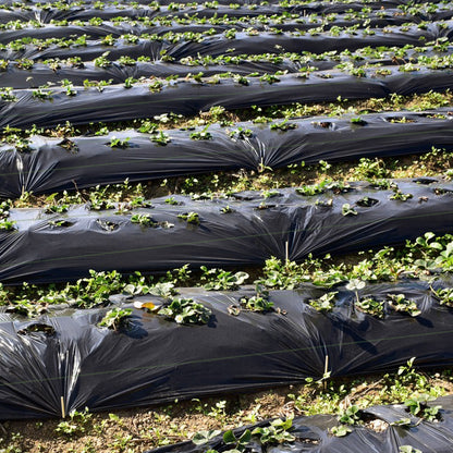 6.5 Ft Weed Barrier Landscape Fabric, 6 Ft, Black Garden Tools at Gallery Canada